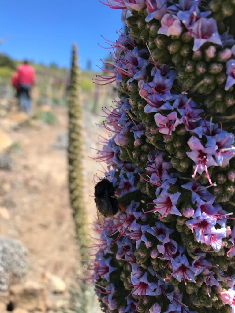 Finca Caboquitos Garafía 外观 照片